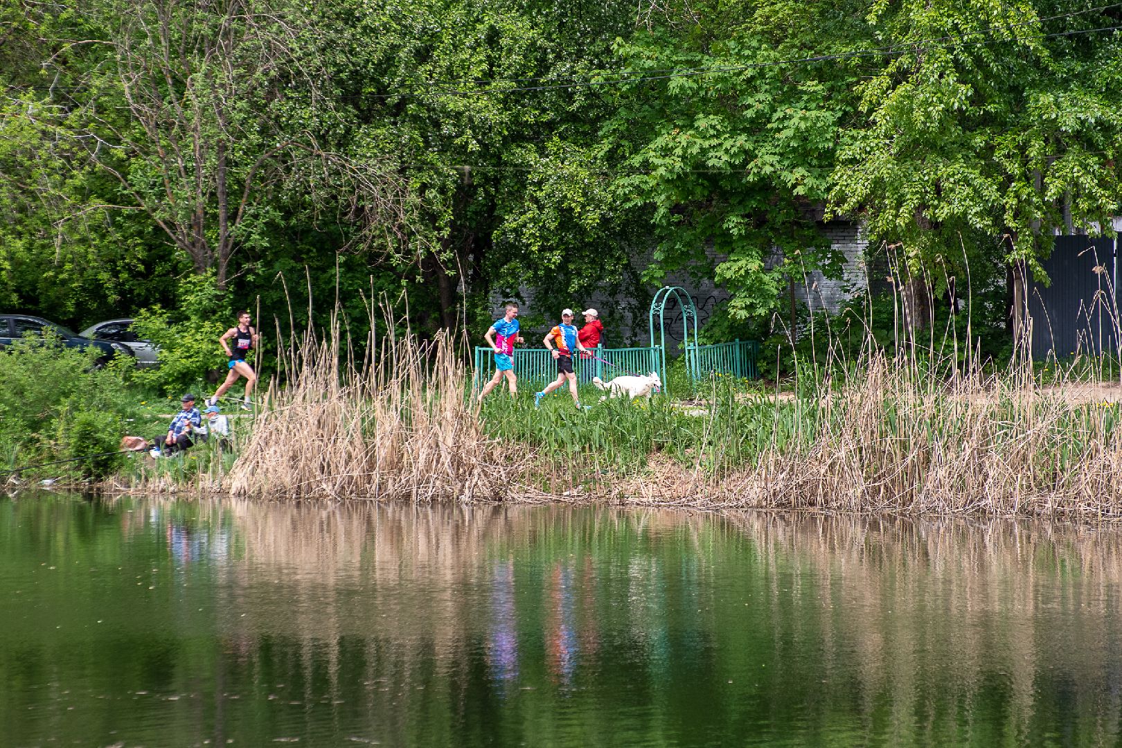 Лобня, спорт, собака