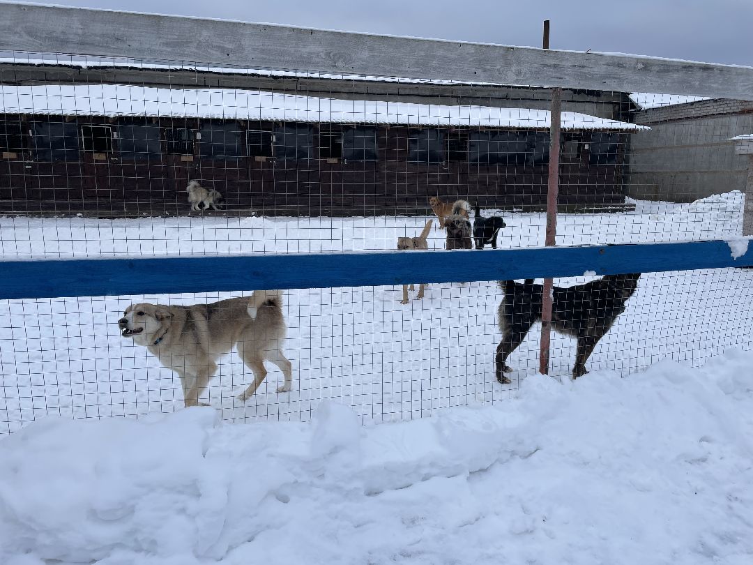 Клин, общество