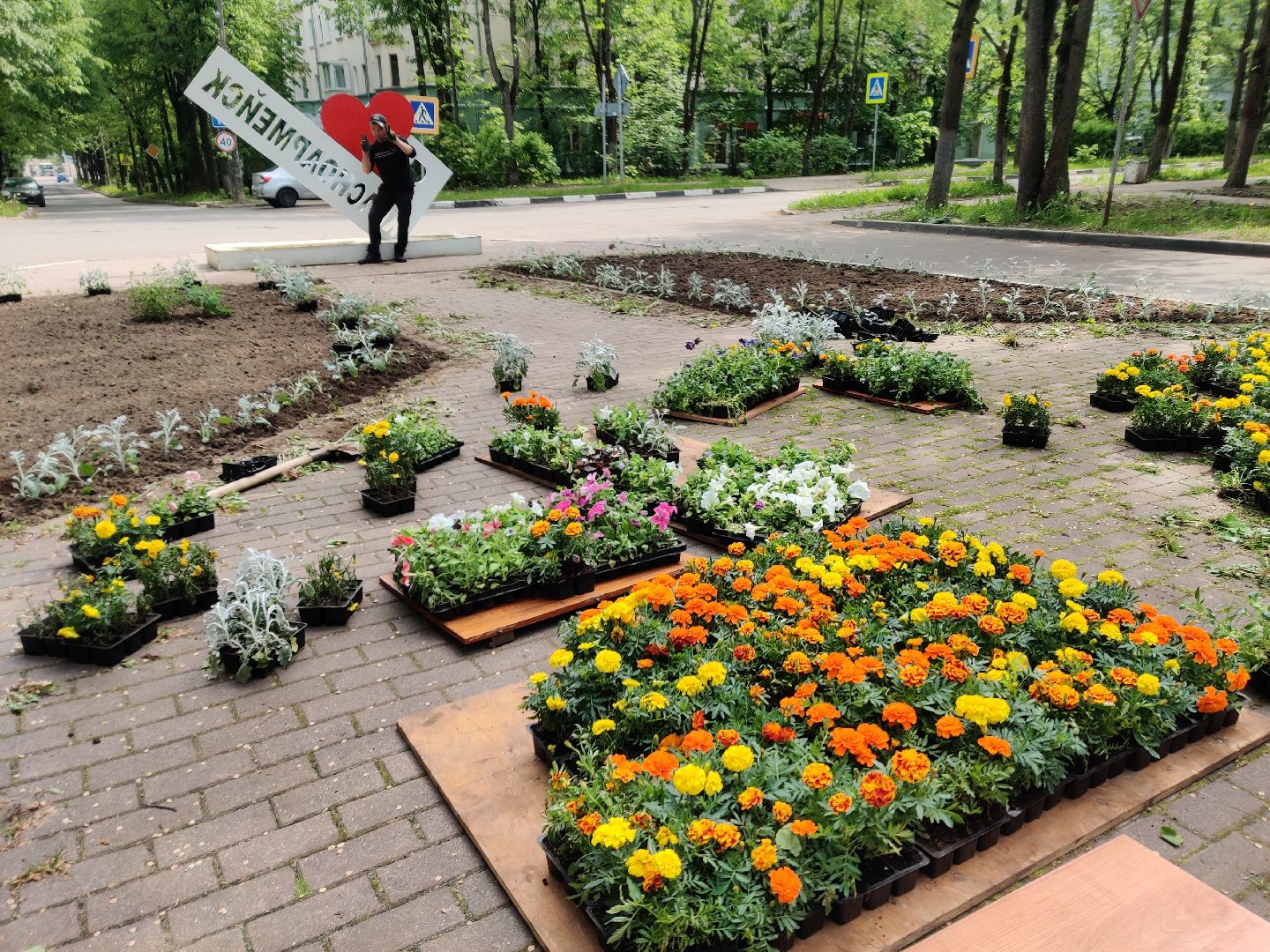 Красноармейск, Пушкинский, благоустройство, клумбы, цветы