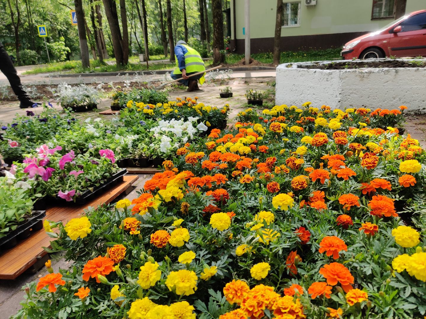 Красноармейск, Пушкинский, благоустройство, клумбы, цветы