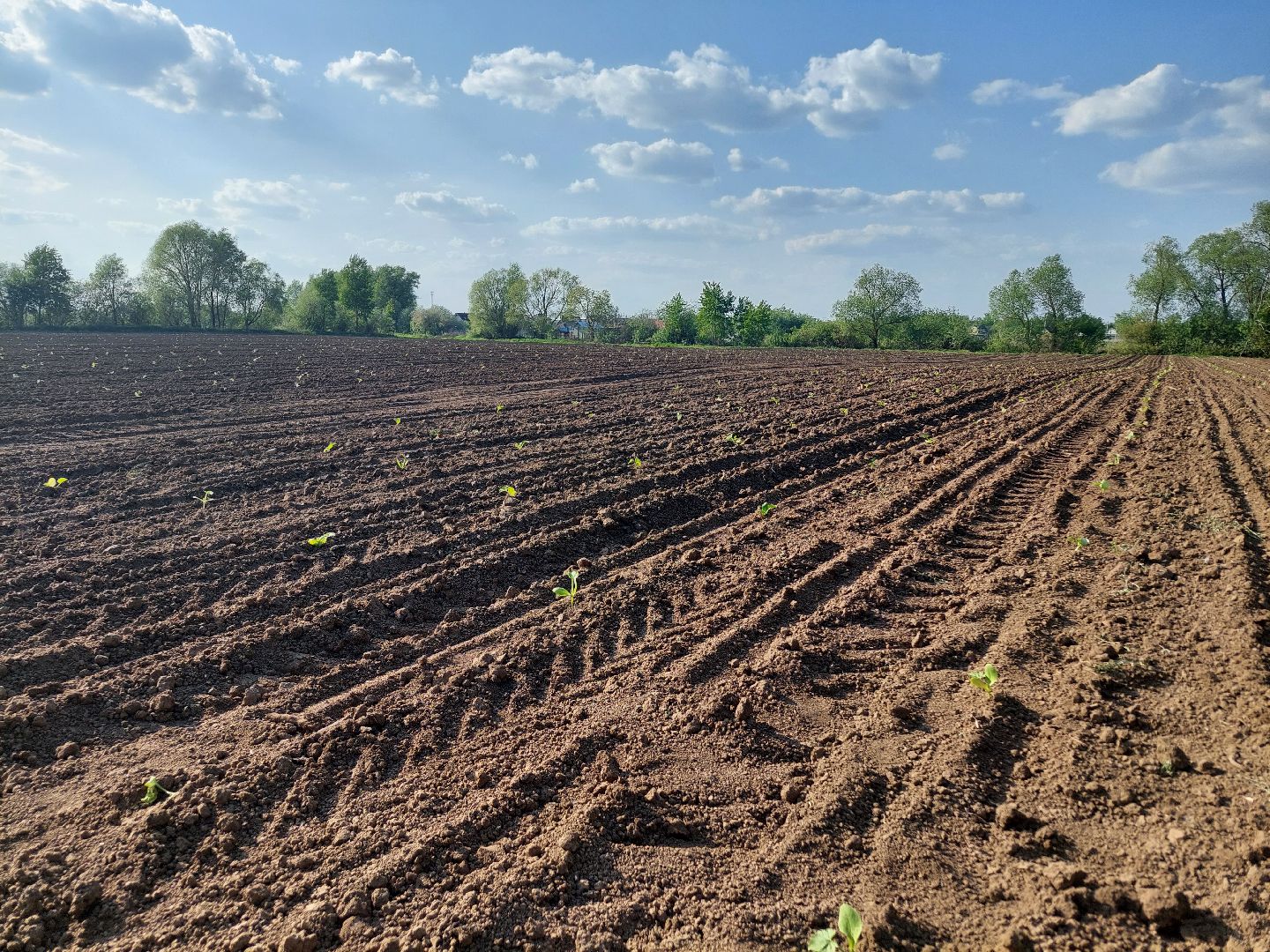 сельское хозяйство, Воскресенск, экономика, урожай