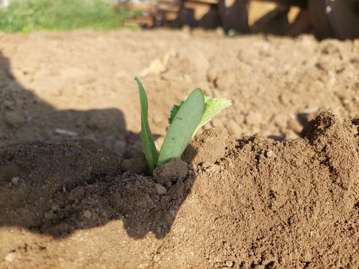сельское хозяйство, Воскресенск, экономика, урожай