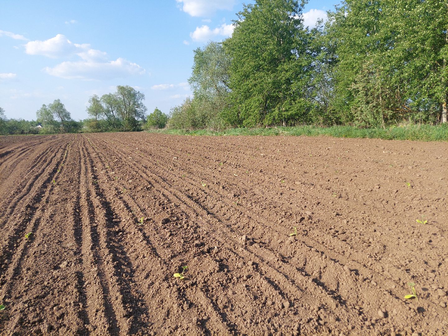 сельское хозяйство, Воскресенск, экономика, урожай