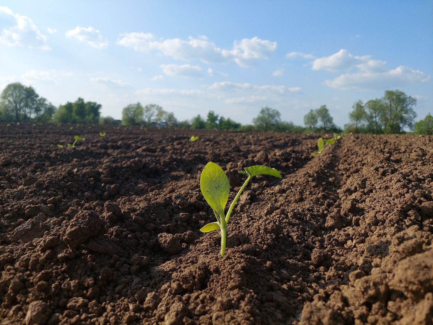 сельское хозяйство, Воскресенск, экономика, урожай
