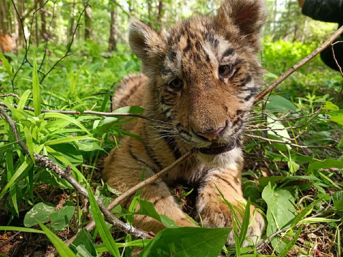 Можайск, Можайский городской округ, Подмосковье, тигры, Сафари-парк, парк тигров