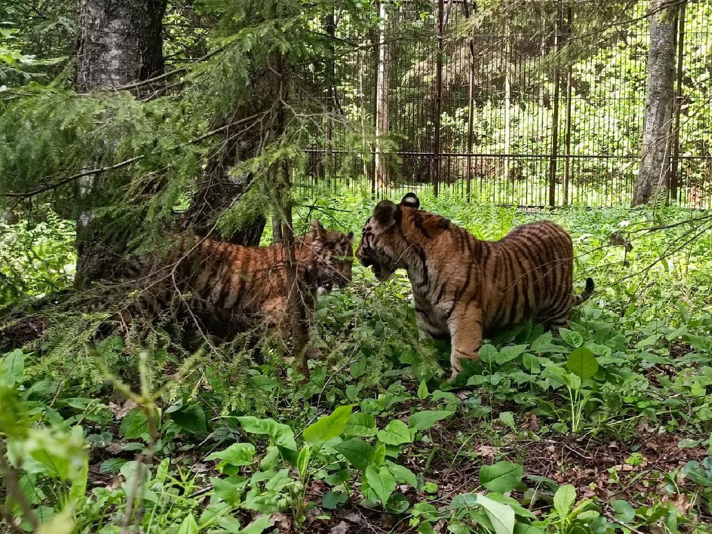Можайск, Можайский городской округ, Подмосковье, тигры, Сафари-парк, парк тигров