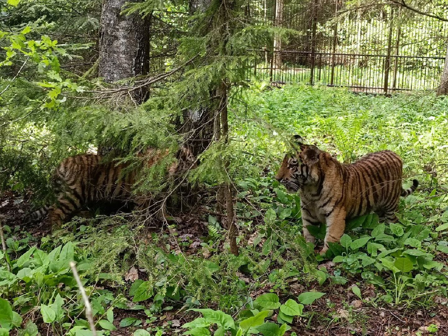 Можайск, Можайский городской округ, Подмосковье, тигры, Сафари-парк, парк тигров