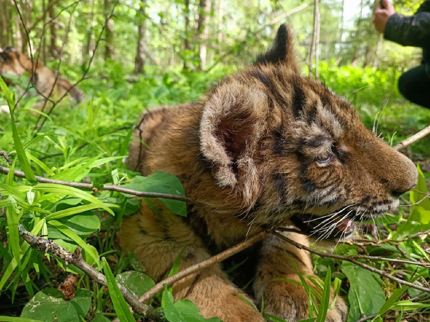 Можайск, Можайский городской округ, Подмосковье, тигры, Сафари-парк, парк тигров