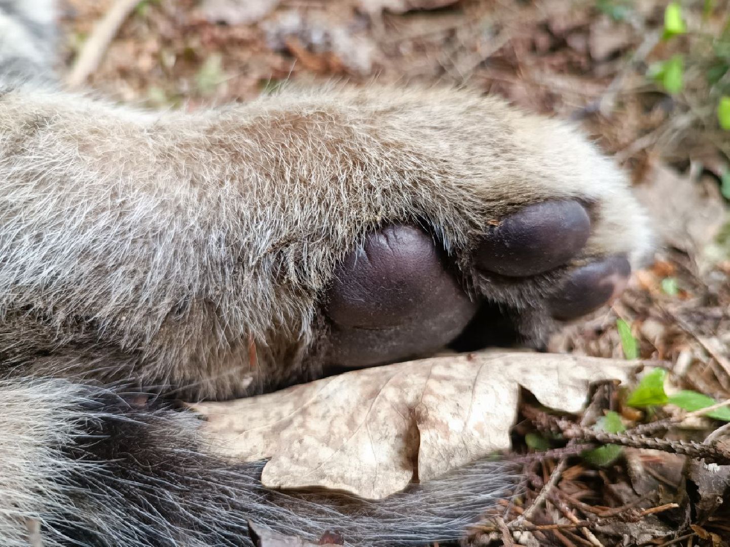 Можайск, Можайский городской округ, Подмосковье, тигры, Сафари-парк, парк тигров
