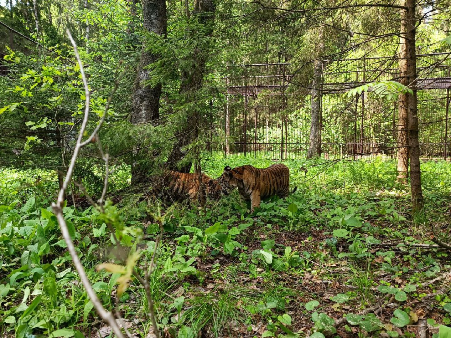 Можайск, Можайский городской округ, Подмосковье, тигры, Сафари-парк, парк тигров