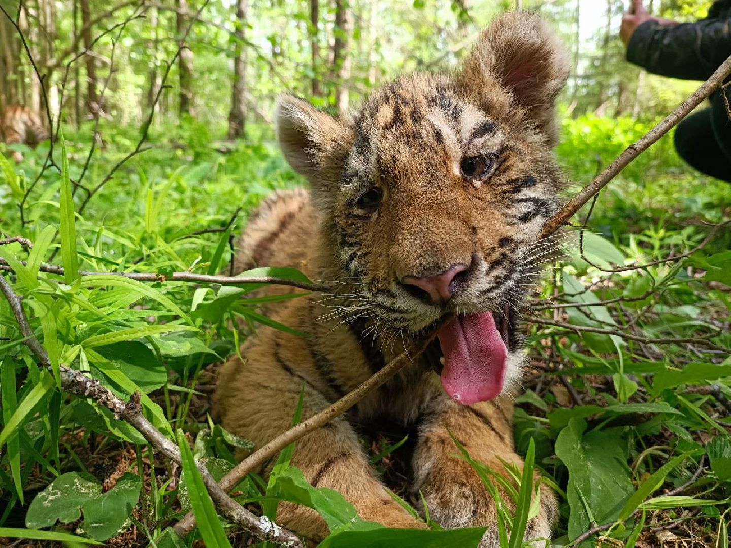 Можайск, Можайский городской округ, Подмосковье, тигры, Сафари-парк, парк тигров