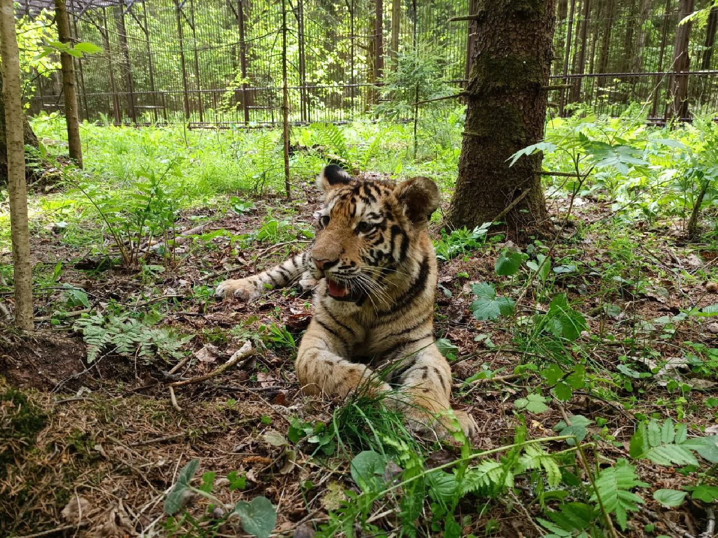 Можайск, Можайский городской округ, Подмосковье, тигры, Сафари-парк, парк тигров