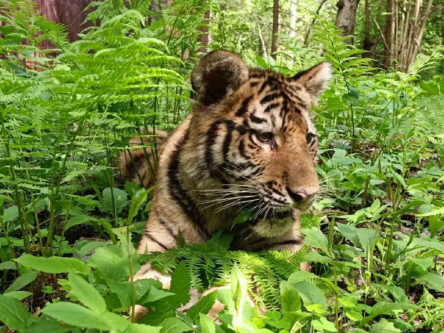 Можайск, Можайский городской округ, Подмосковье, тигры, Сафари-парк, парк тигров