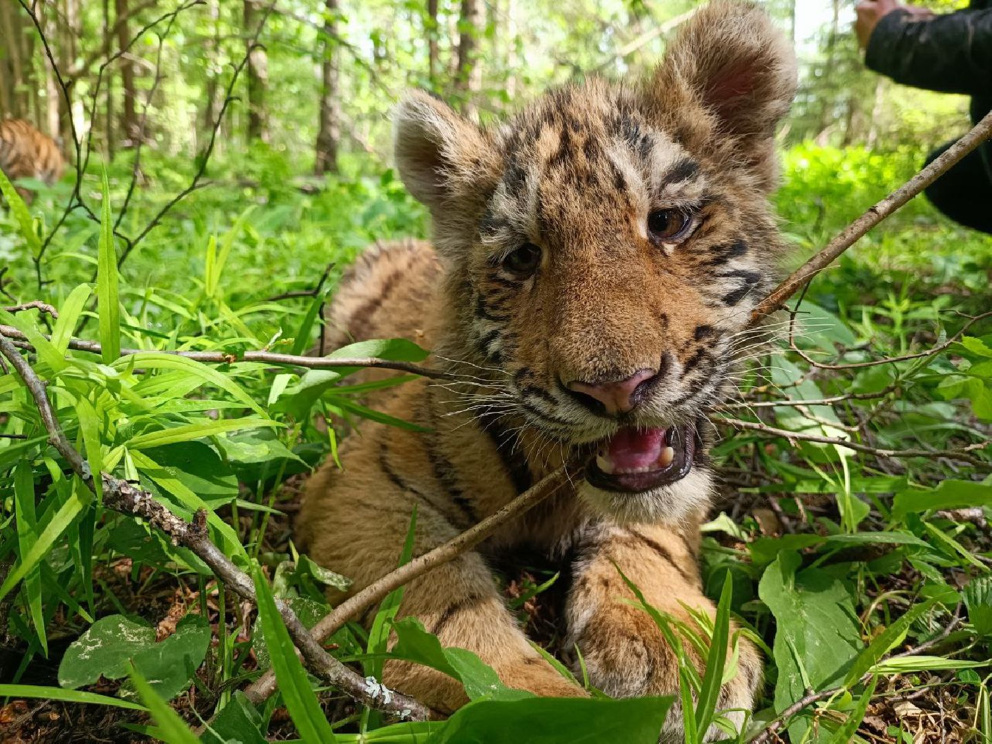 Можайск, Можайский городской округ, Подмосковье, тигры, Сафари-парк, парк тигров