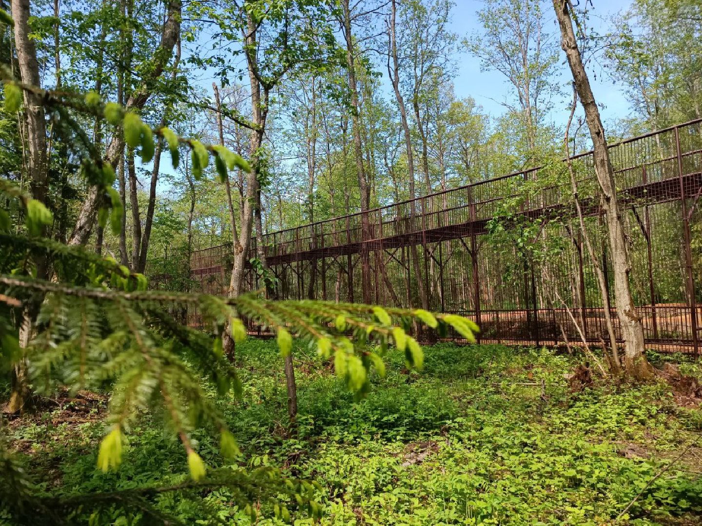 Можайск, Можайский городской округ, Подмосковье, тигры, Сафари-парк, парк тигров