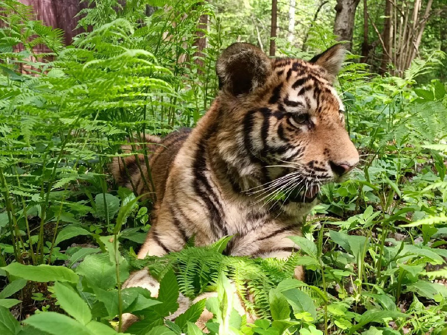 Можайск, Можайский городской округ, Подмосковье, тигры, Сафари-парк, парк тигров