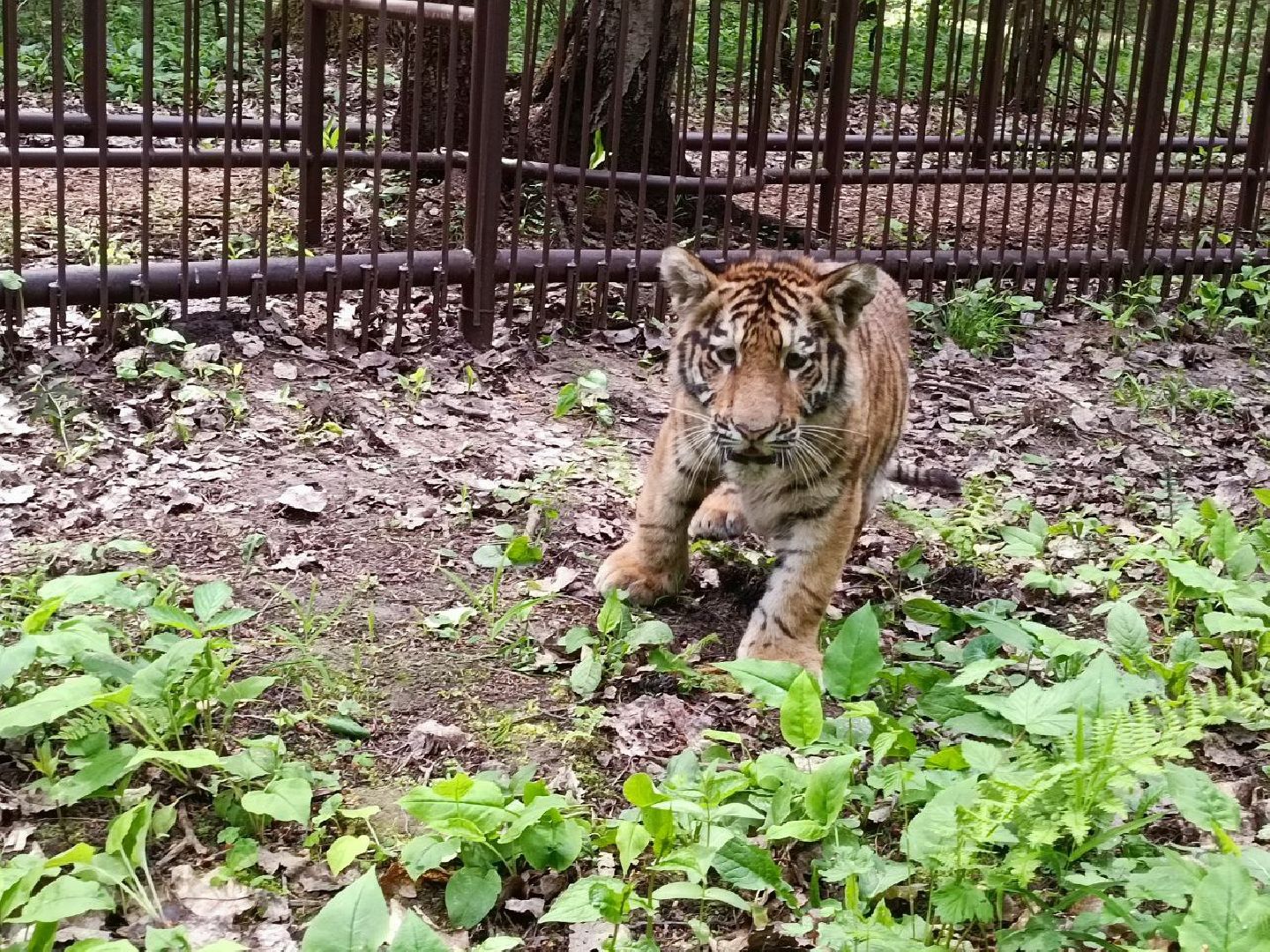 Можайск, Можайский городской округ, Подмосковье, тигры, Сафари-парк, парк тигров