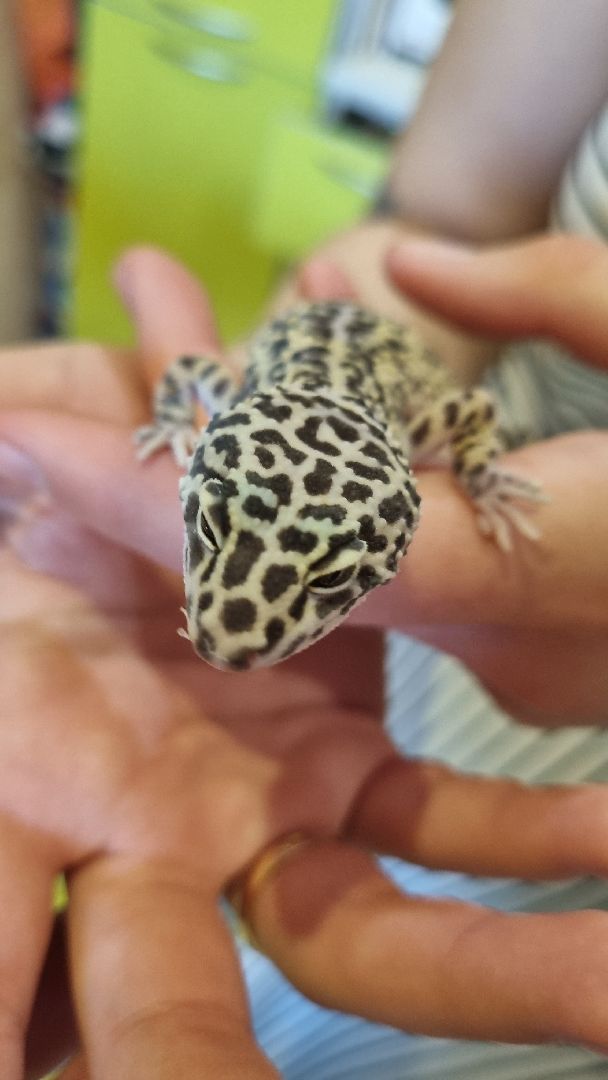 Подмосковье, Ивантеевка, общество