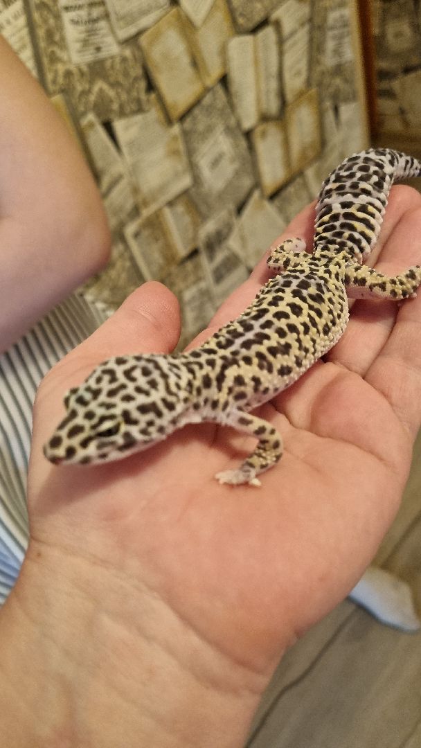 Подмосковье, Ивантеевка, общество