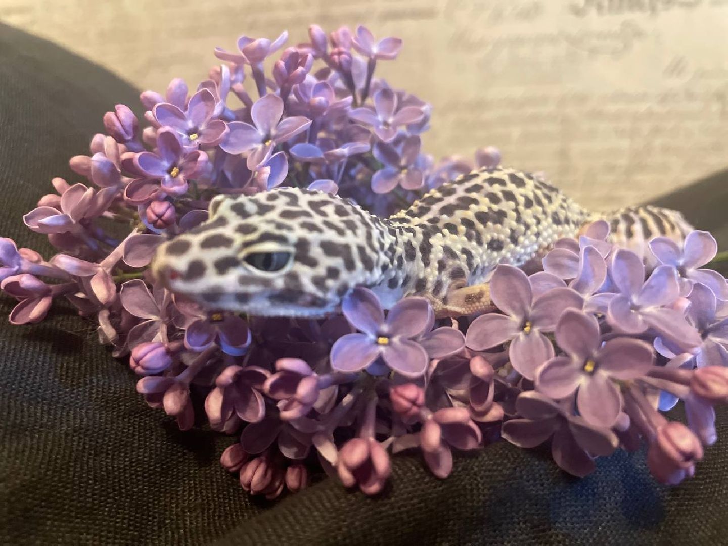 Подмосковье, Ивантеевка, общество