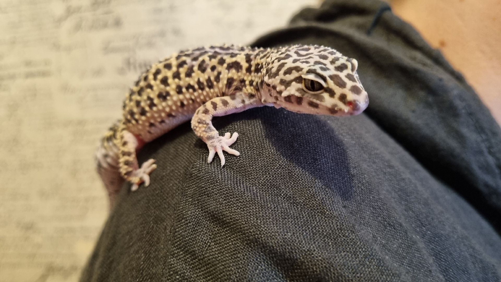 Подмосковье, Ивантеевка, общество