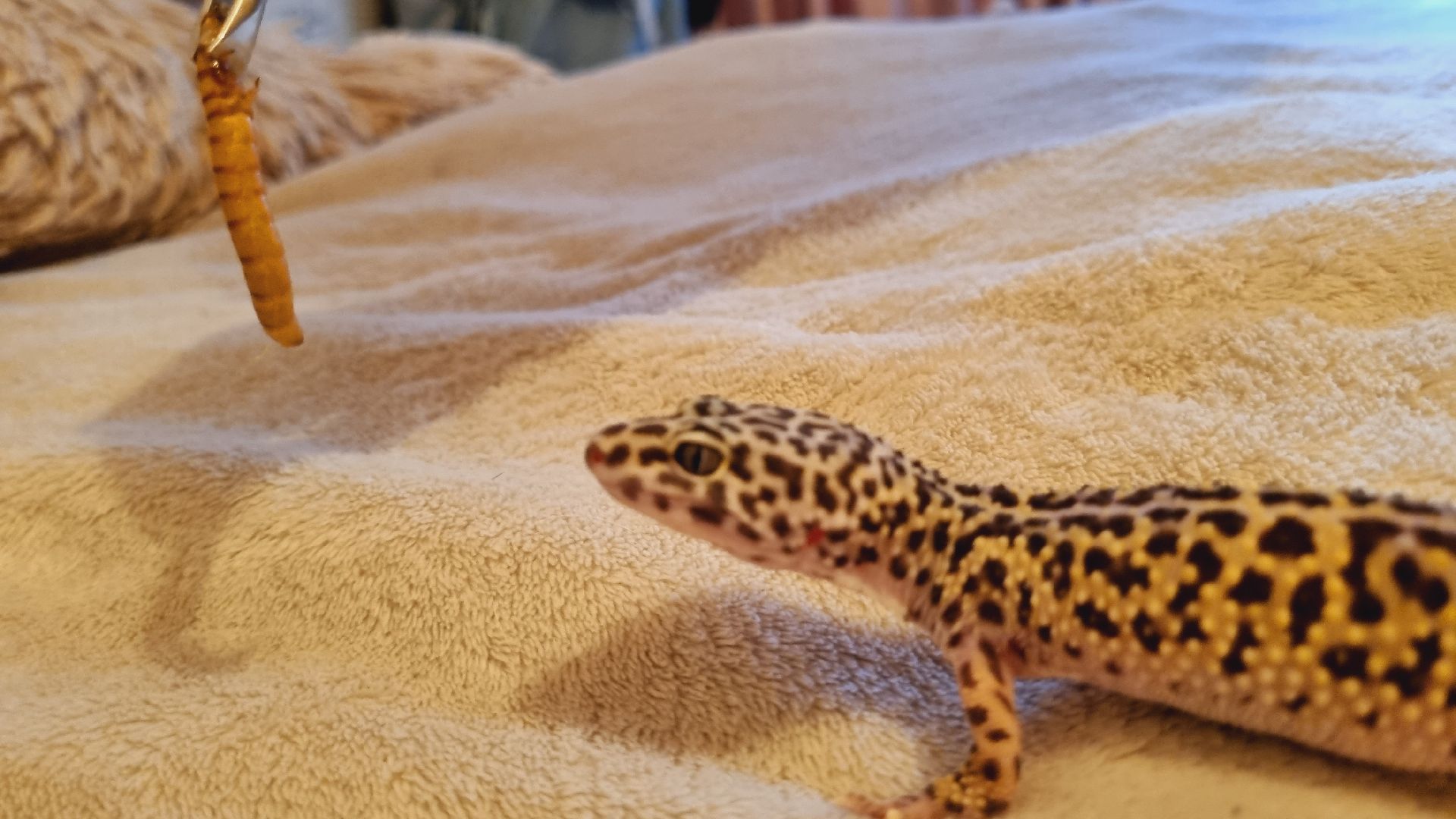 Подмосковье, Ивантеевка, общество