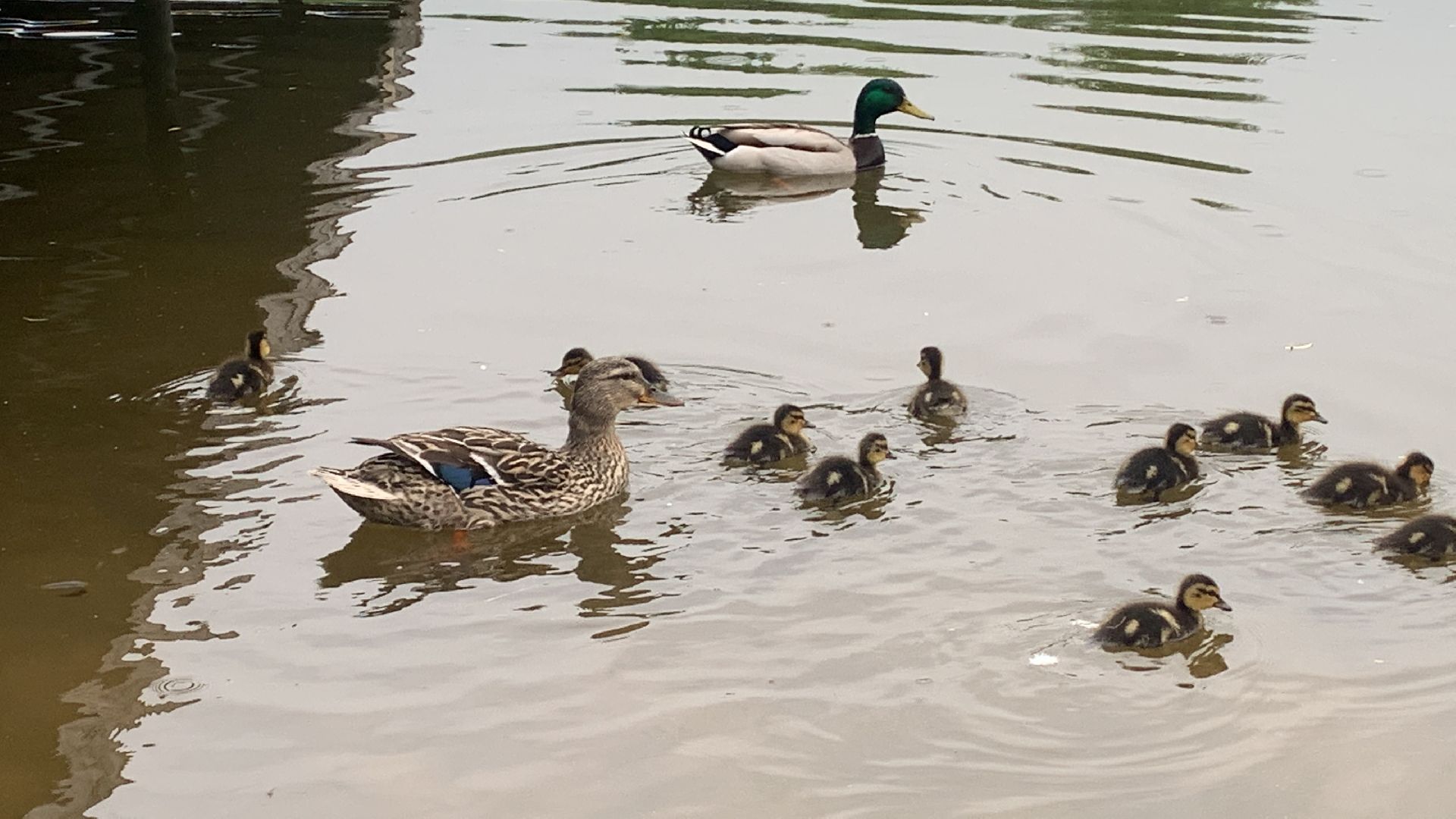 Весна, птенцы,утята,Красногорск