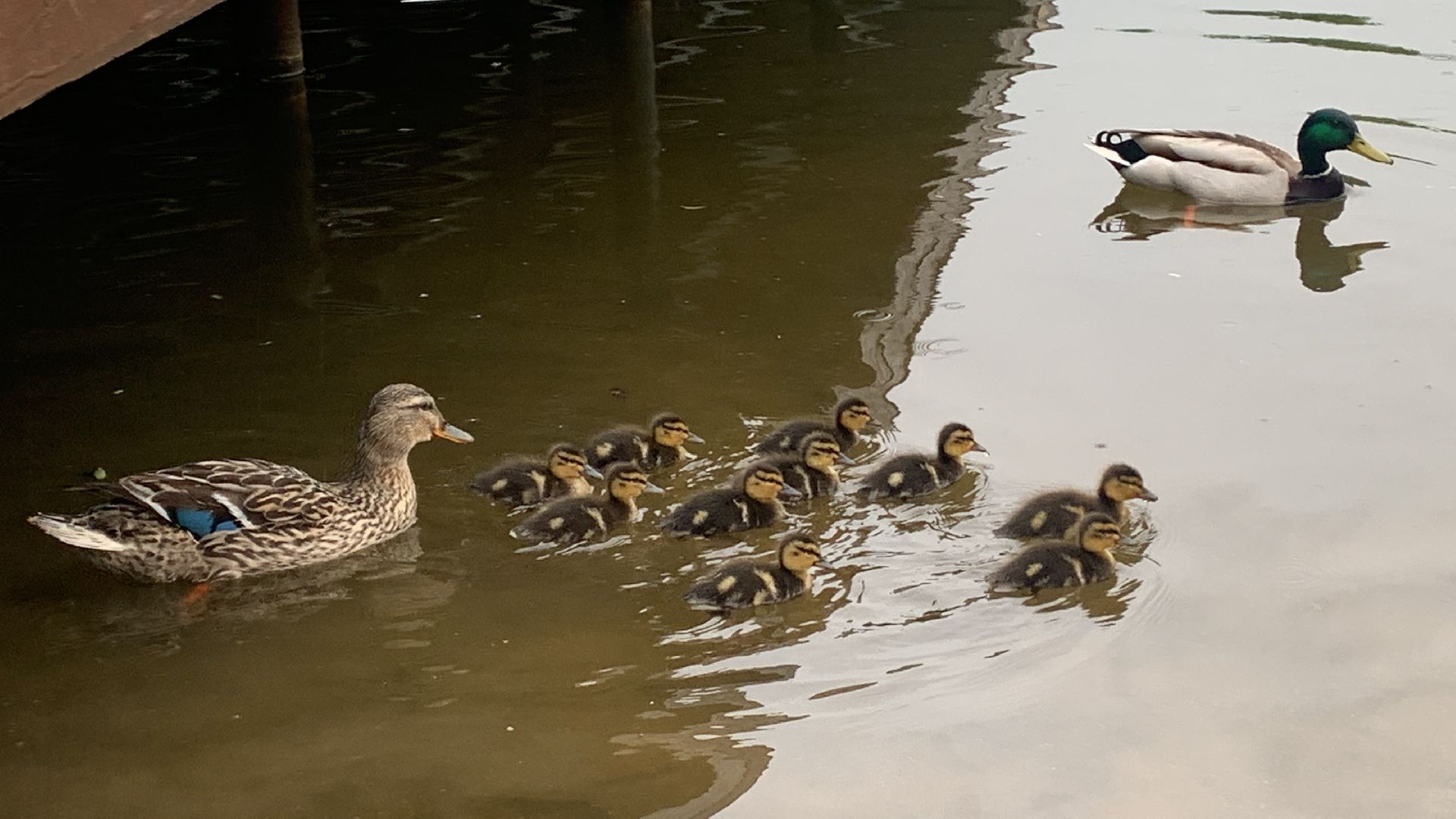 Весна, птенцы,утята,Красногорск