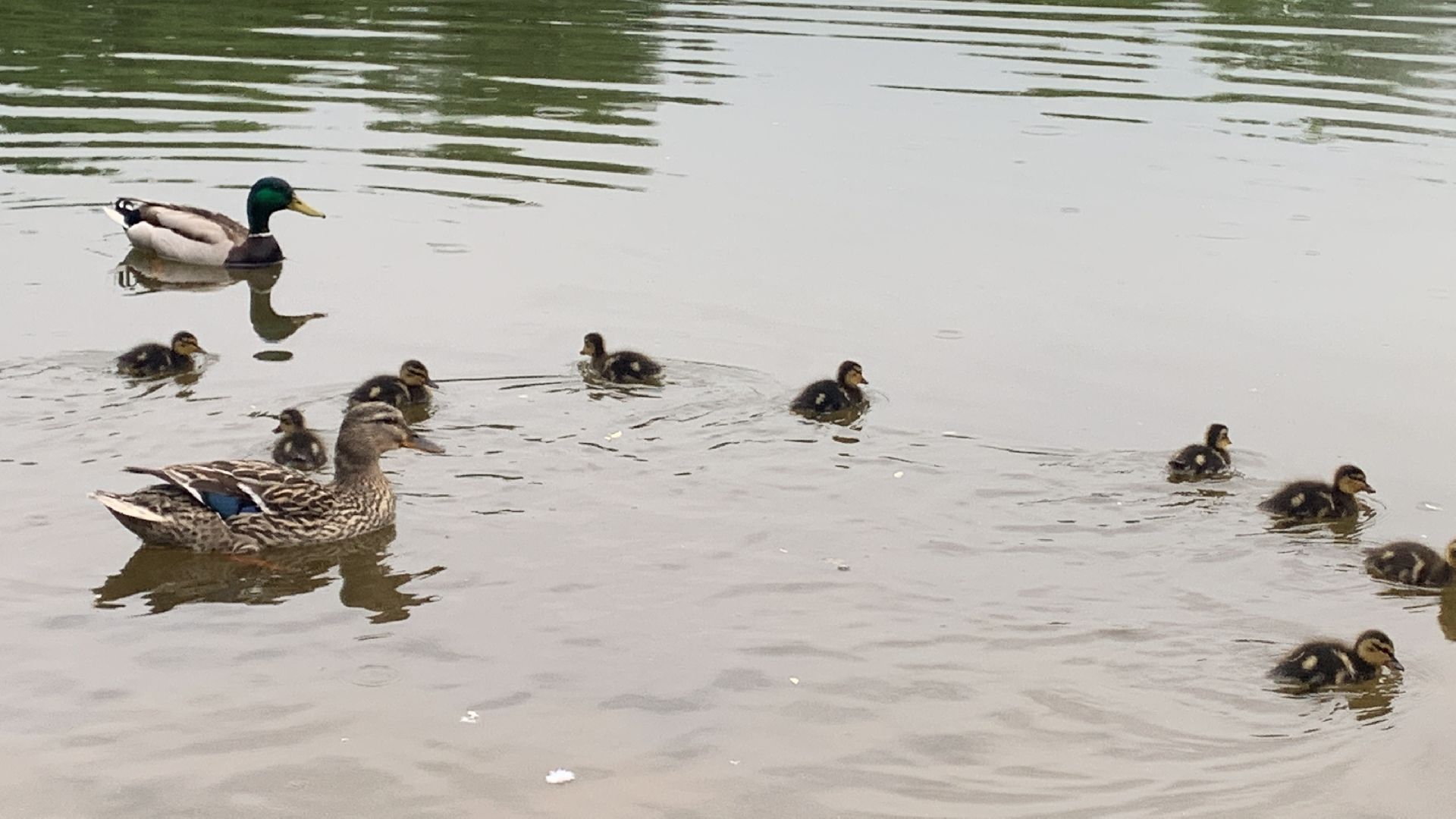 Весна, птенцы,утята,Красногорск