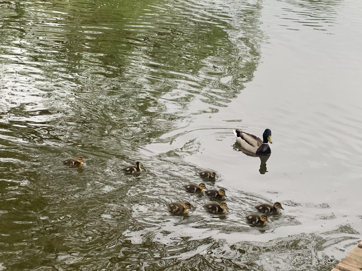 Весна, птенцы,утята,Красногорск