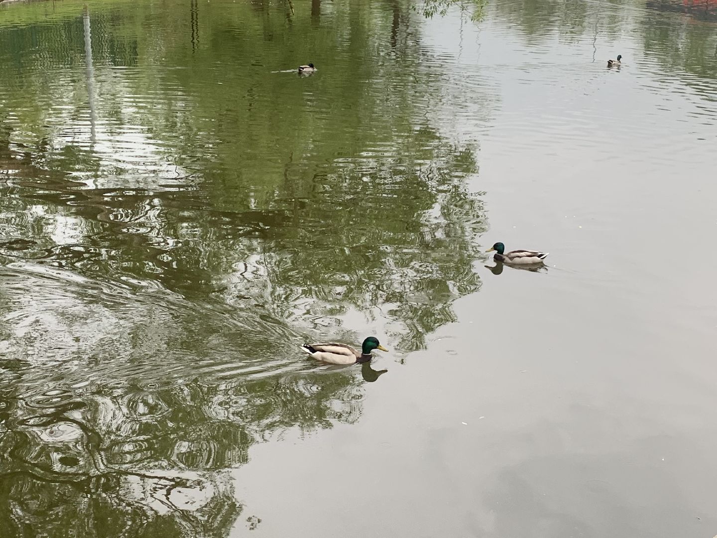 Весна, птенцы,утята,Красногорск