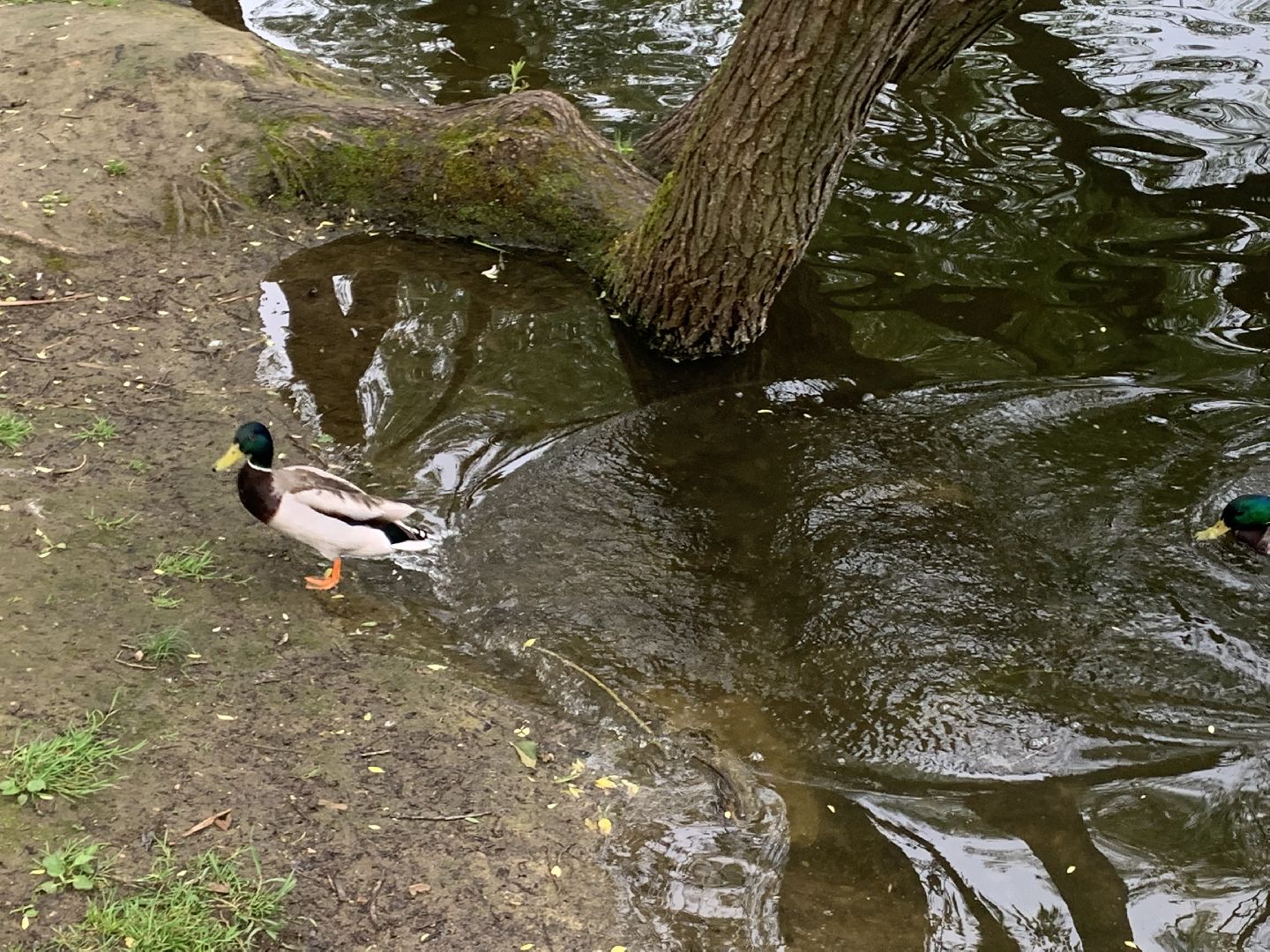 Весна, птенцы,утята,Красногорск