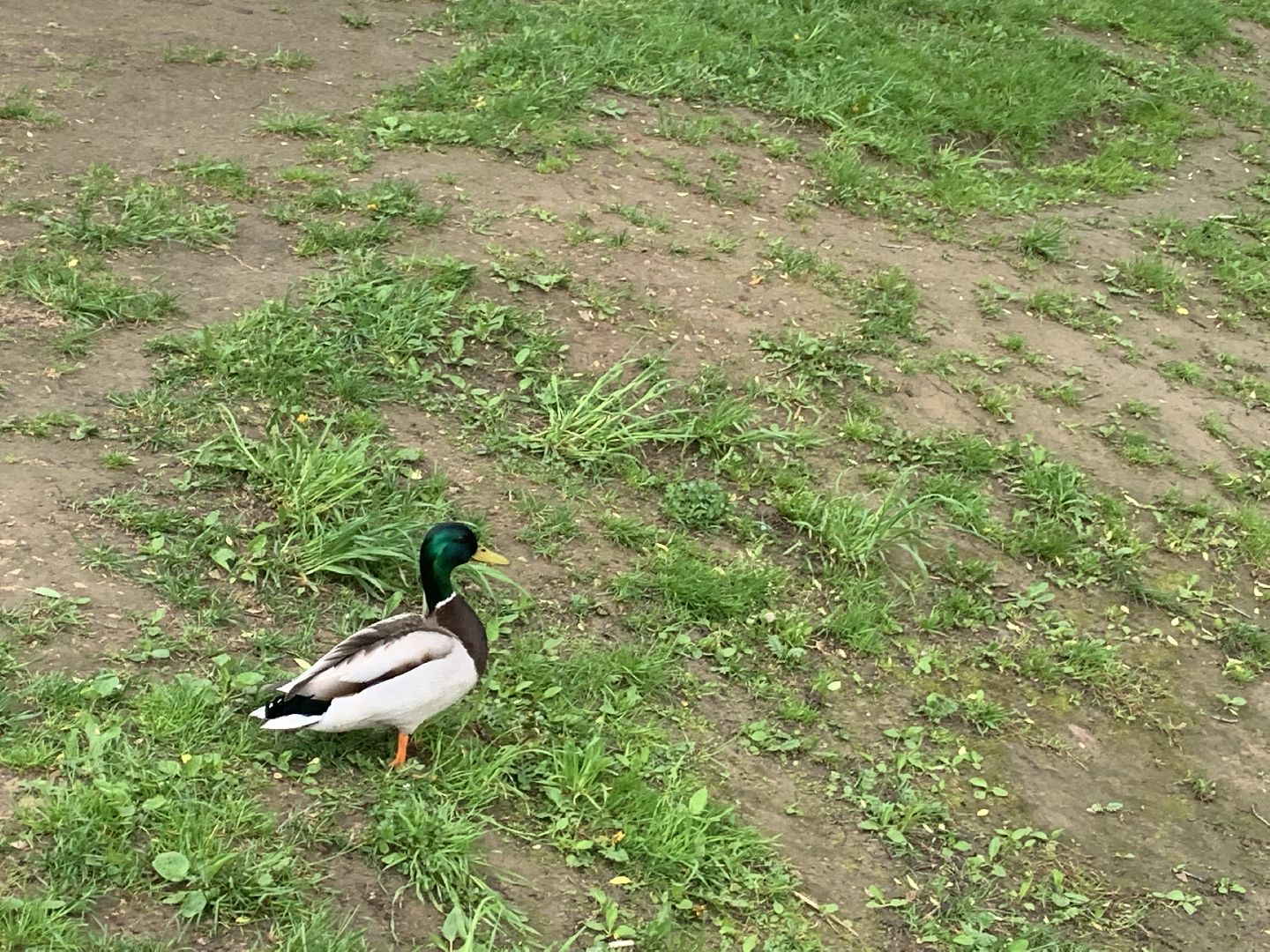 Весна, птенцы,утята,Красногорск