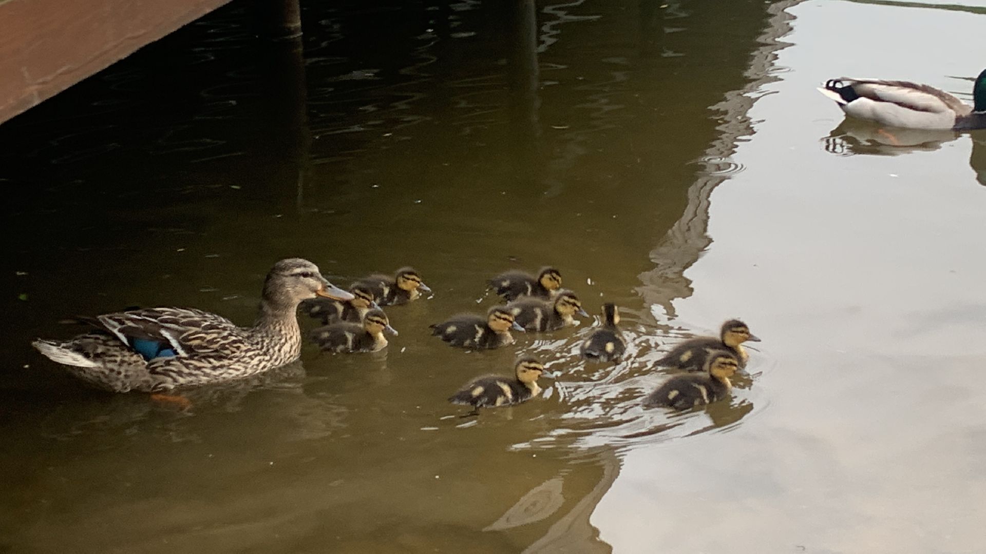 Весна, птенцы,утята,Красногорск