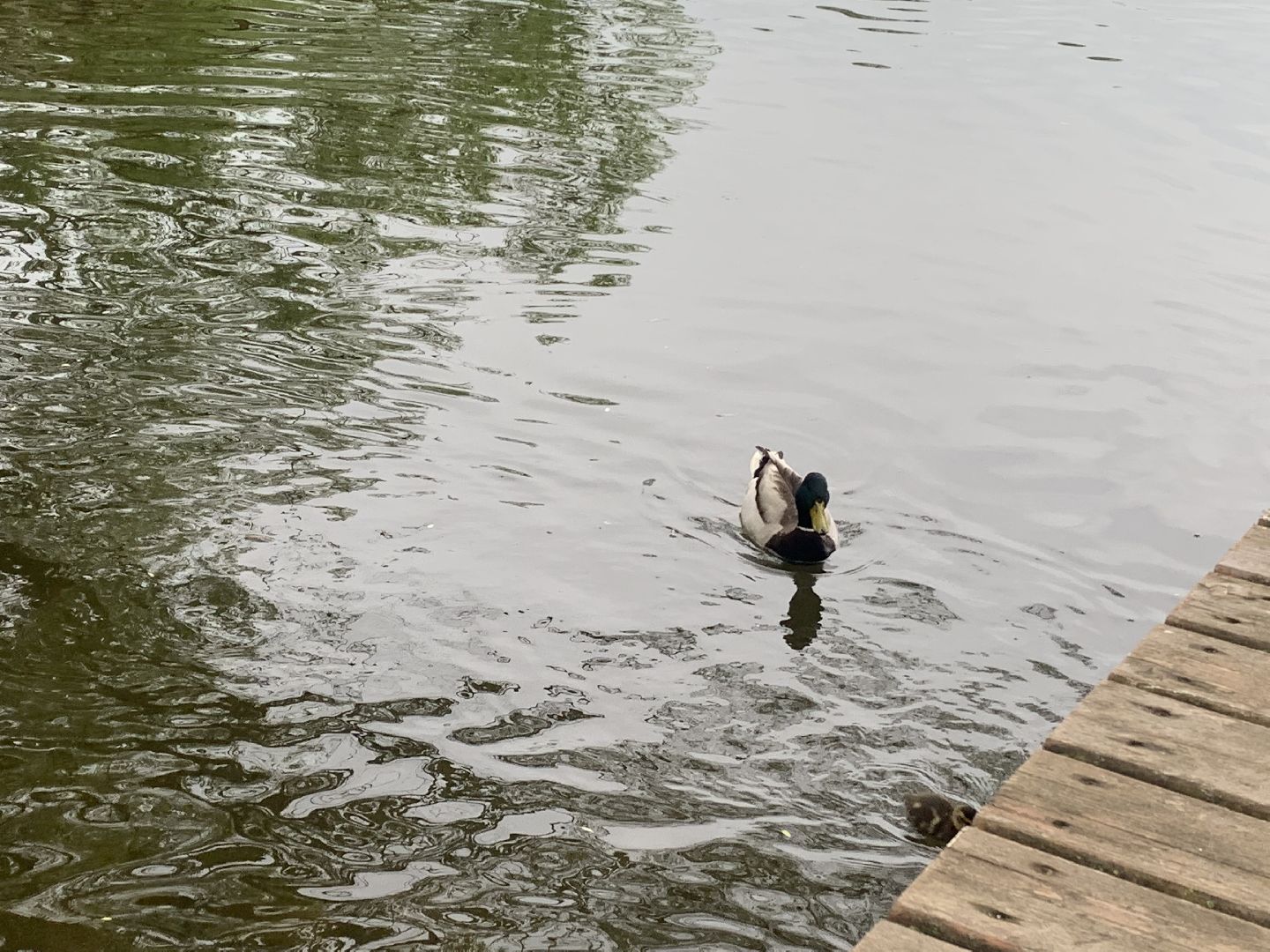 Весна, птенцы,утята,Красногорск