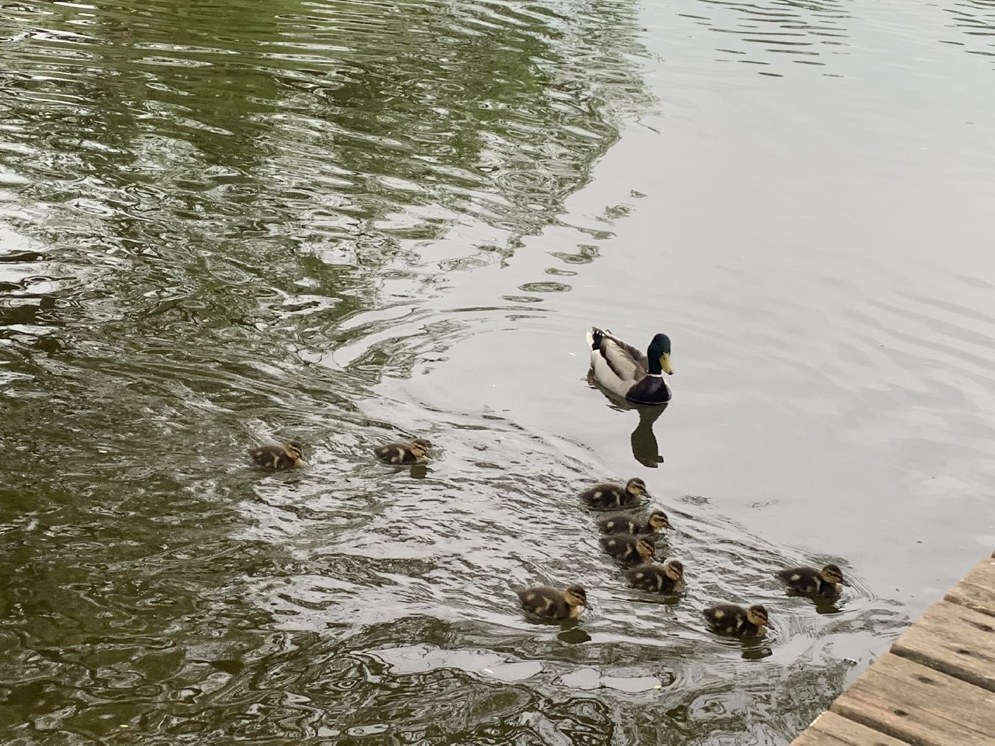 Весна, птенцы,утята,Красногорск