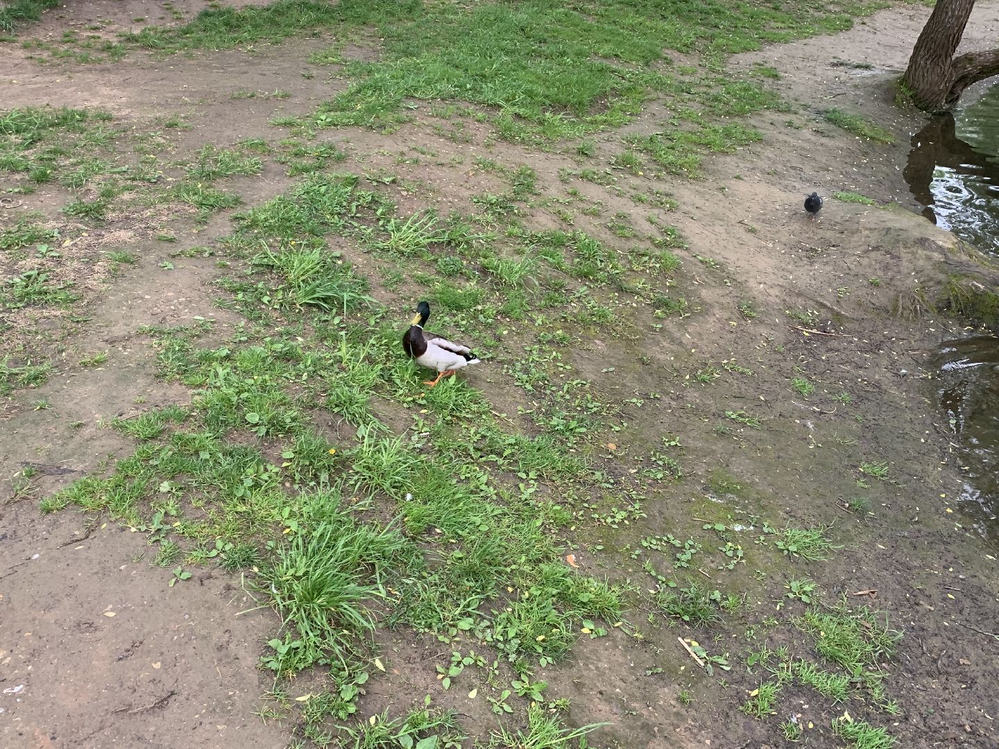 Весна, птенцы,утята,Красногорск