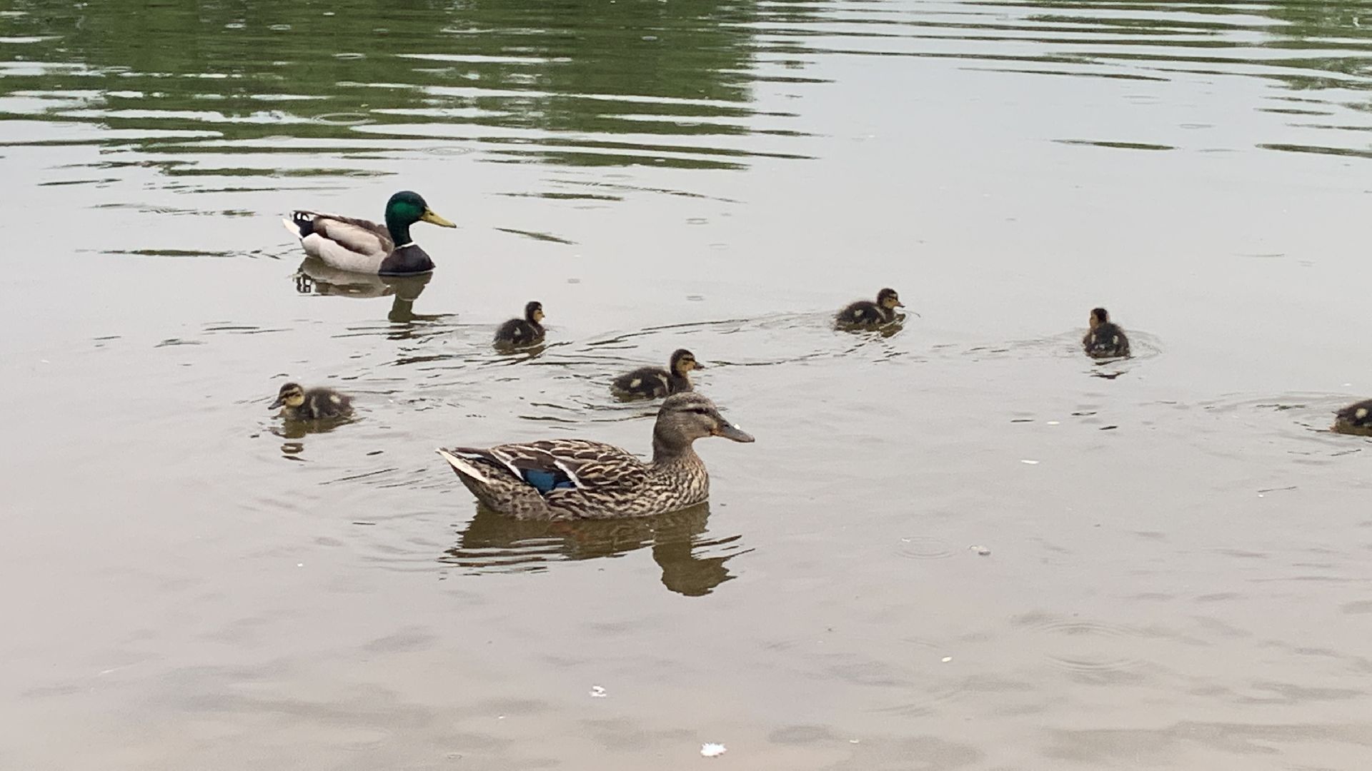 Весна, птенцы,утята,Красногорск