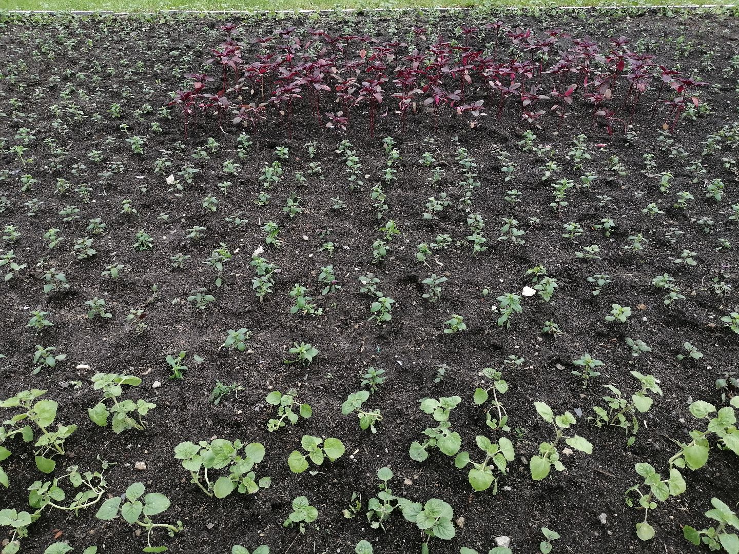 благоустройство, серпухов, клумбы, цветы, тюльпаны,