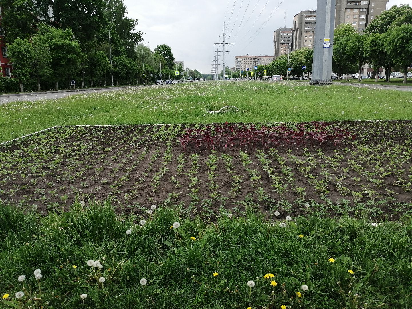 благоустройство, серпухов, клумбы, цветы, тюльпаны,