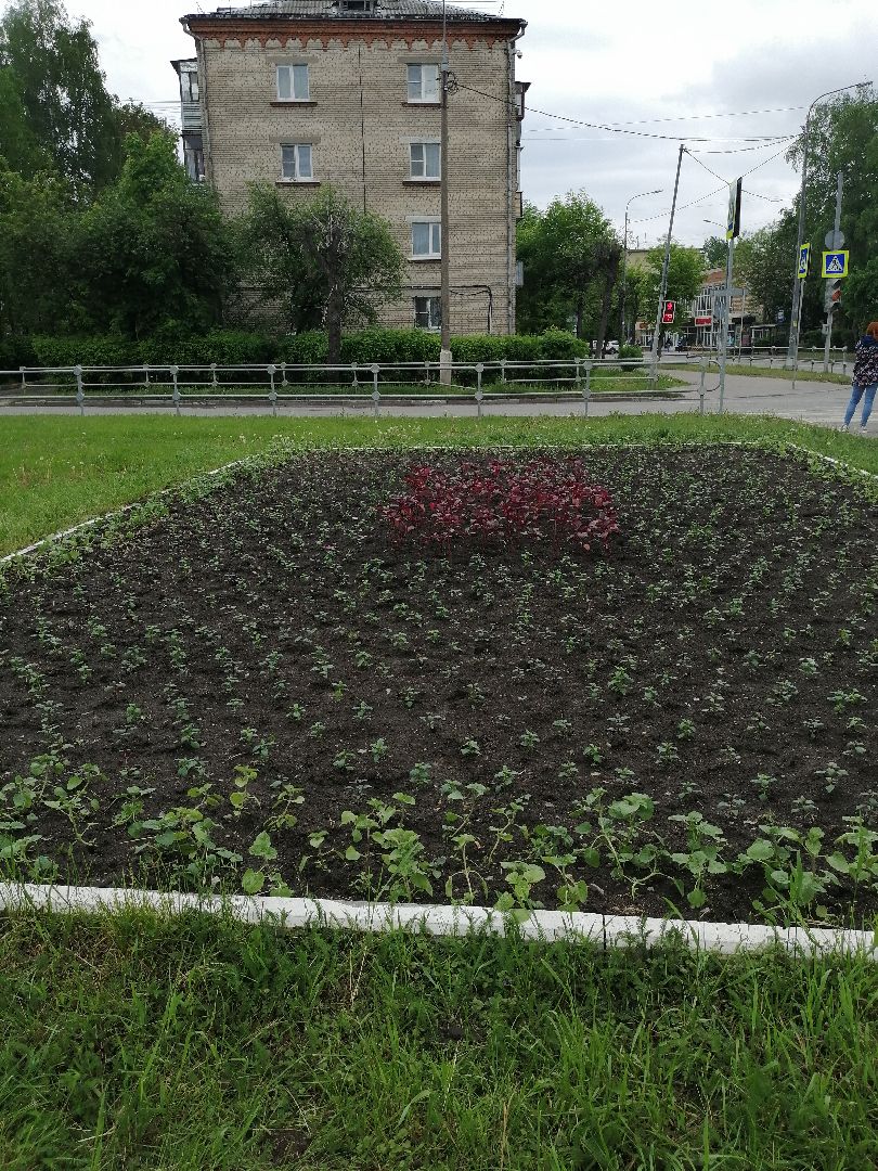 благоустройство, серпухов, клумбы, цветы, тюльпаны,