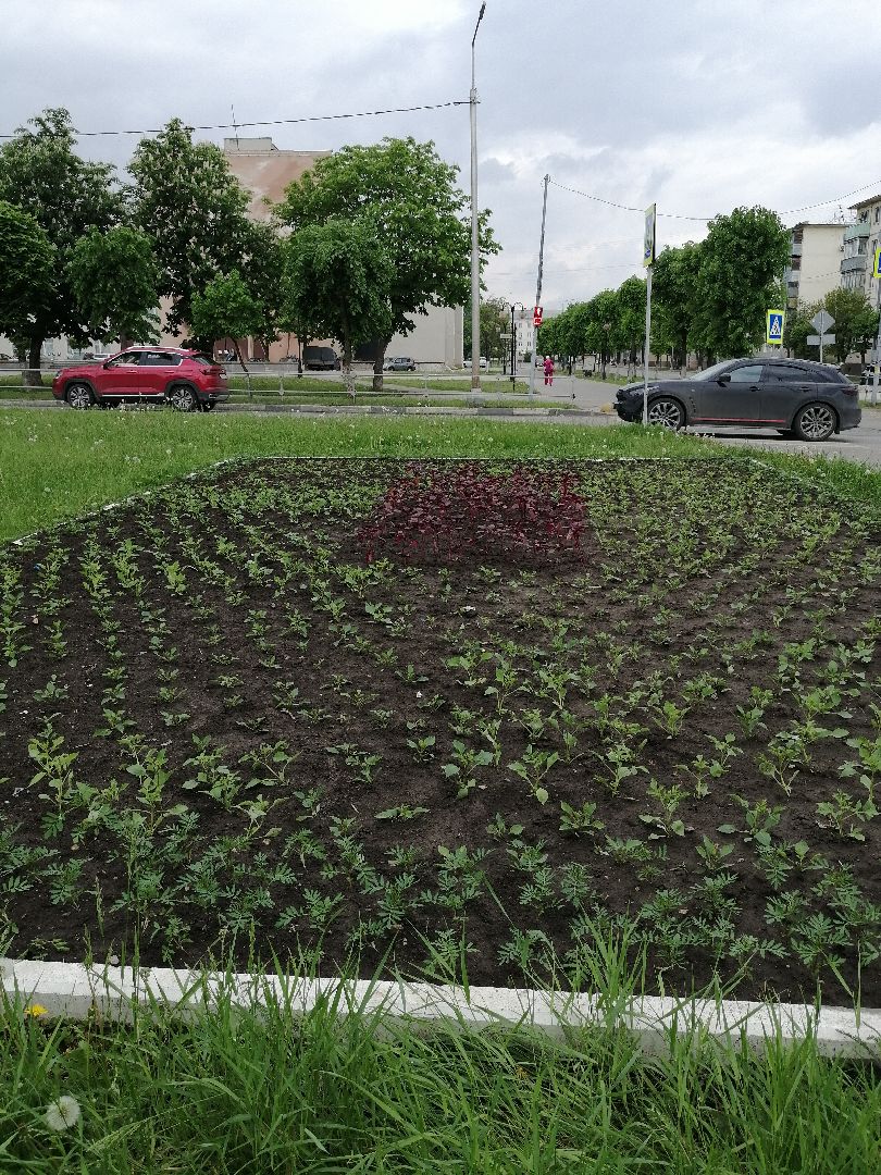 благоустройство, серпухов, клумбы, цветы, тюльпаны,