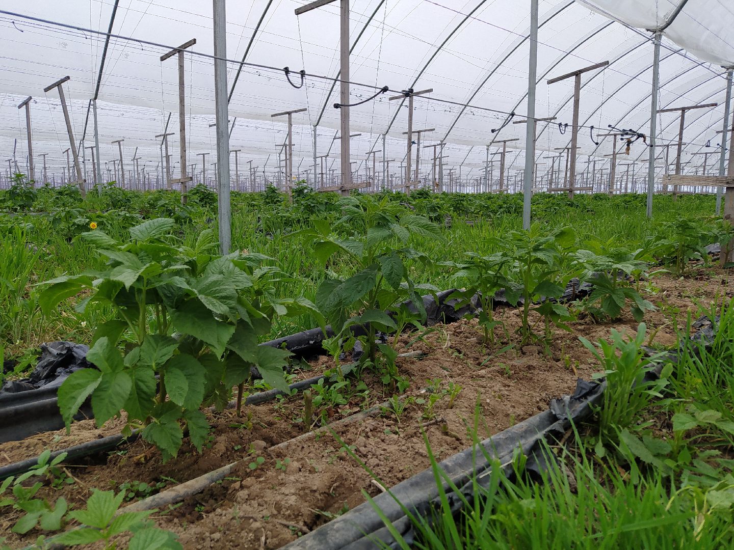 Ягода, импортозамещение, Ягодная долина