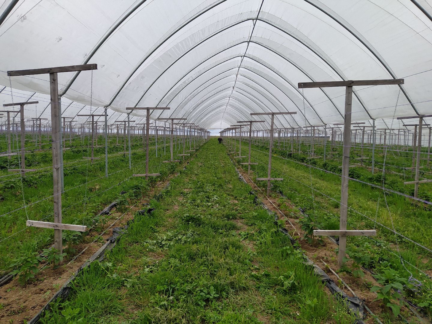 Ягода, импортозамещение, Ягодная долина