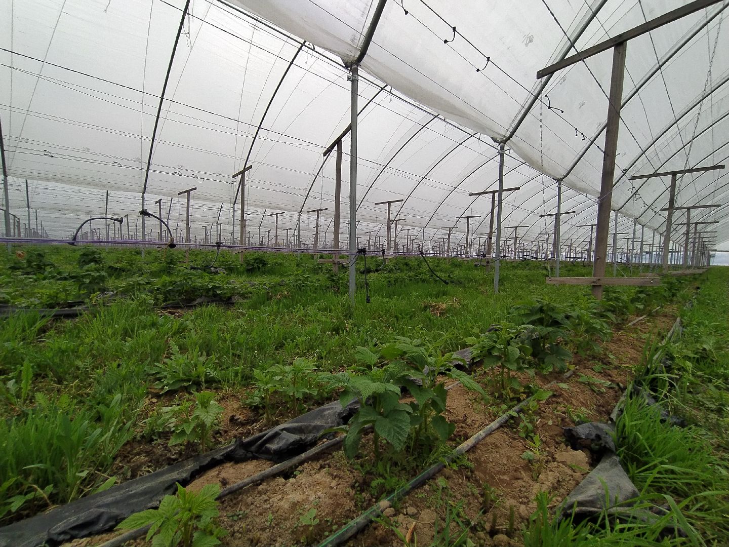 Ягода, импортозамещение, Ягодная долина