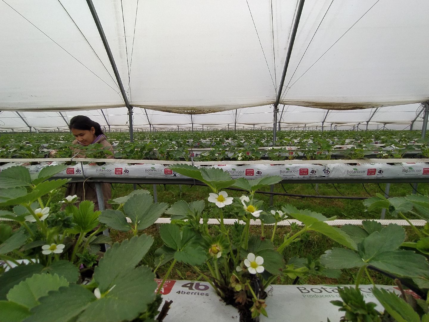 Ягода, импортозамещение, Ягодная долина