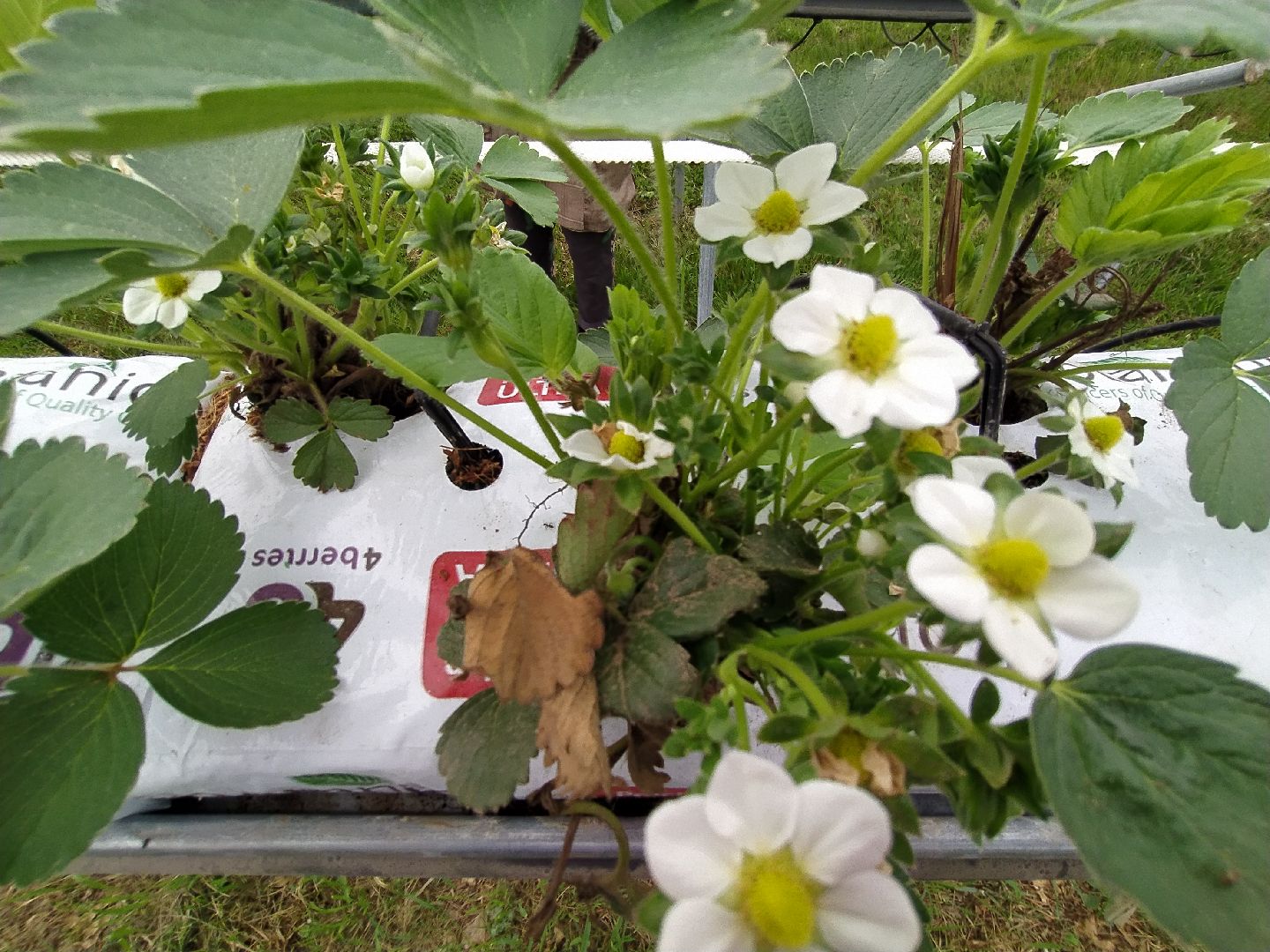 Ягода, импортозамещение, Ягодная долина