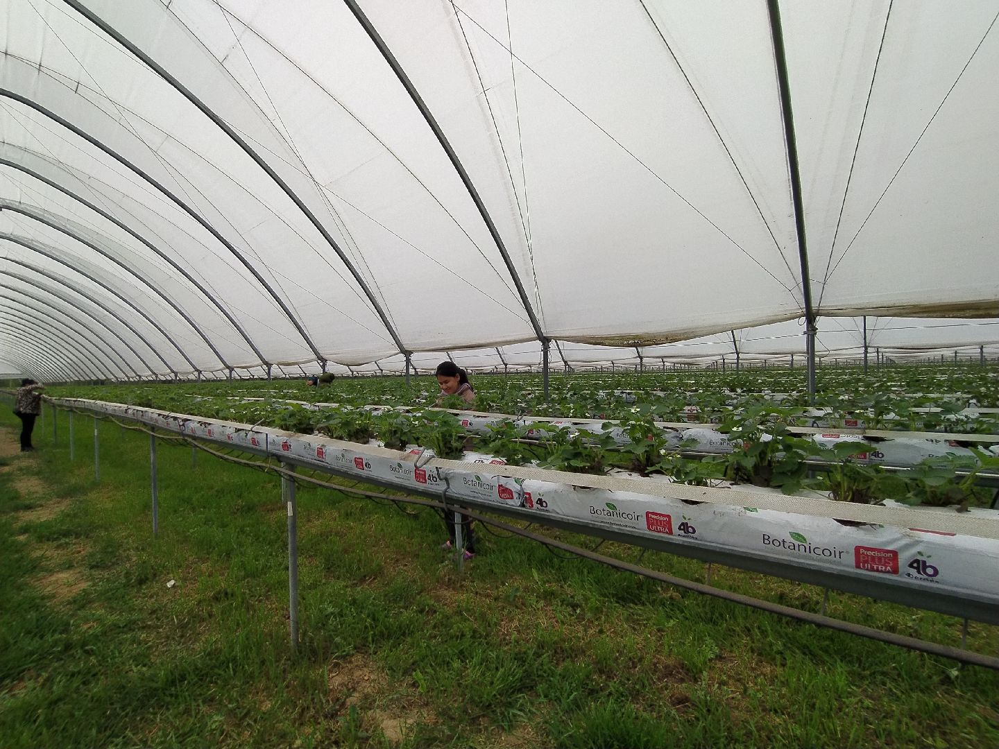 Ягода, импортозамещение, Ягодная долина