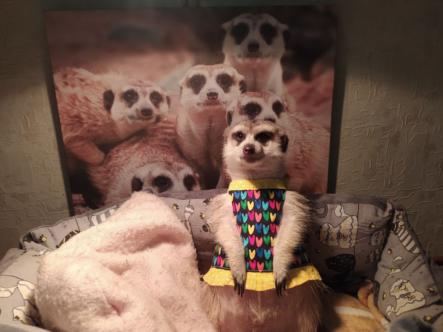 Сурикаты, питомцы, стая, хищники