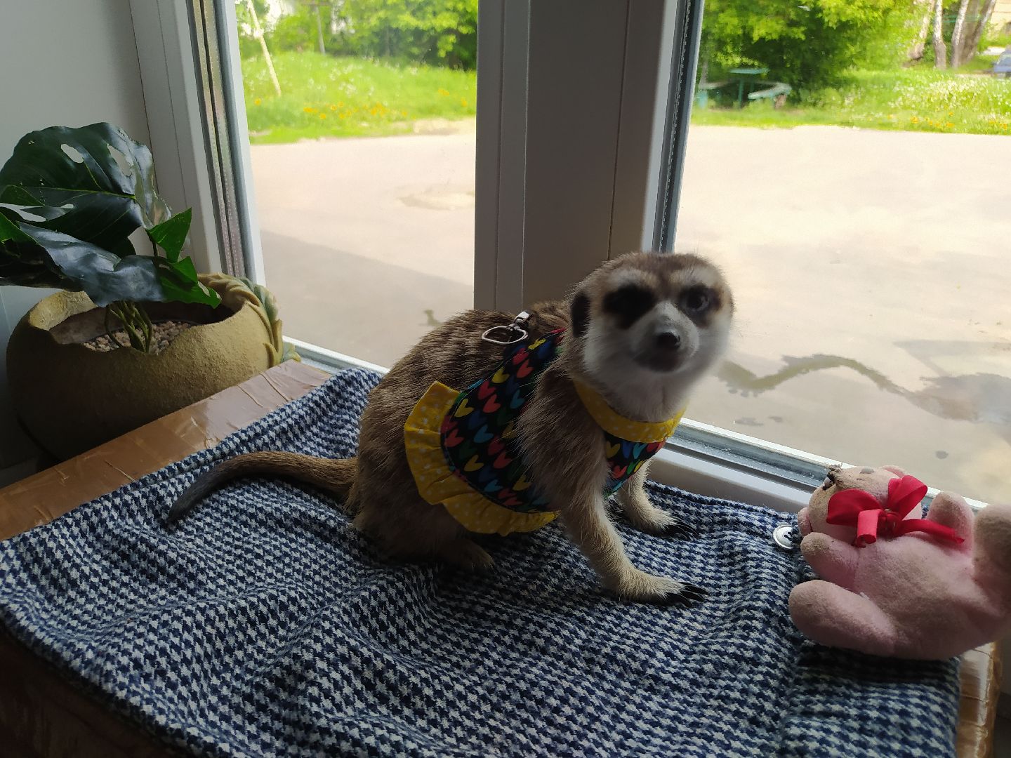 Сурикаты, питомцы, стая, хищники